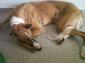 Galgo encontrado zona centro Madrid.