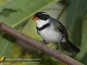 Cerquero collar (Saffron-billed Sparrow)