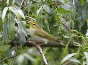 Mosquitero silbador plaiaundi