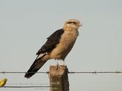 Chimachima (Yellow-headed caracara)