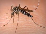 Curiosidades sobre temibles mosquitos