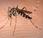 Curiosidades sobre temibles mosquitos