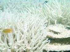 Corales blanqueados como consecuencia calentamiento global