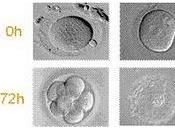 nuevos métodos selección embriones incrementarán tasa embarazo