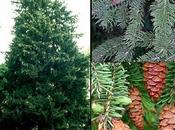 Arbol semana