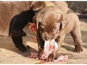 Comida natural para perros