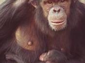 humanos sufrirían cambios hormonales parecidos monos