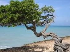 Arbol semana