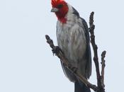 Cardenal casa después mucho tiempo