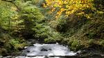 Cavan, fantasía forestal