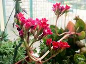 Estufa fría Parque Príncipe, años después