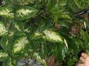 Curso profesional jardines verticales.