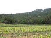 Celler Escoda-Sanahuja