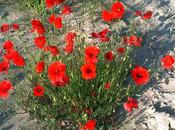 Rojas amapolas