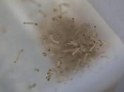 Usar bacterias para combatir malaria