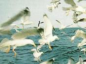 Foto día: vuelo gaviotas