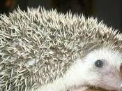 CURIOSIDADES: "¿De Púas Erizos?"