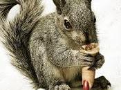 Squirrels teaser poster