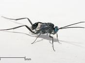 evania, aliada contra cucarachas