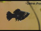 tener peces