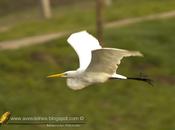 Garza blanca (Great egret)