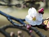 Línea Sakura Rituals