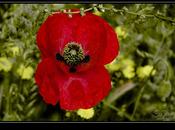 Amapola