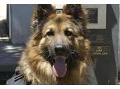 Ajax, perro valiente