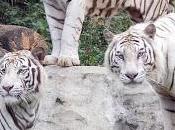 Misterio Resuelto sobre Tigre Blanco