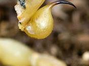 Buthus occitanus (Amoreux, 1789) Escorpión, alacrán, detalle aguijón