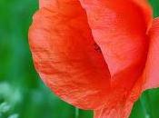 Poesía: liras para amapolas rojas