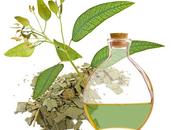 Aceite eucalipto para Fibromialgia
