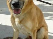 sacrifican jueves junio perrera badajoz‏.