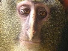 Conozca mono mirada humana