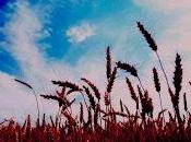 Tratado sobre poemas japoneses