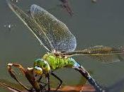 Pesticidas matan hasta vida ambientes cuáticos