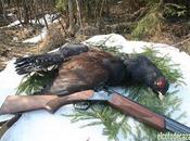 Nueva propuesta para salvar urogallo: ¡¡Cazarlo!!