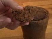 Cookies chocolate
