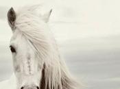 Foto día: caballo blanco salvaje