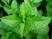 Insecticidas fungicidas naturales (enlaces web)