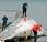reanuda controvertida caza ballenas Islandia