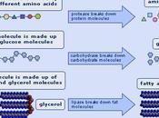 digestión, química enzimas digestivas