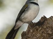 Cerquero collar (Saffron-billed Sparrow)