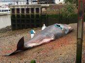 Ballena varada Támesis, Londres