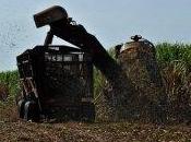 Primeras cooperativas agropecuarias Cuba comienzan semana