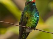 Picaflor común (Glittering-bellied Emerald)