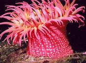digestión cnidarios