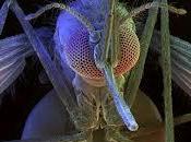 Repelentes insectos