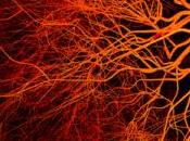 Nanopartículas para frenar crecimiento vasos sanguineos
