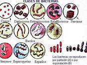 Bacterias Ingeridas Pueden Influir Funcion Cerebral